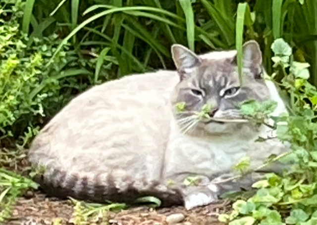 Celebrating Our Feline Friends