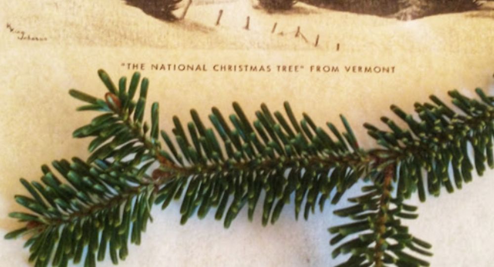 The Christmas Tree Harvest