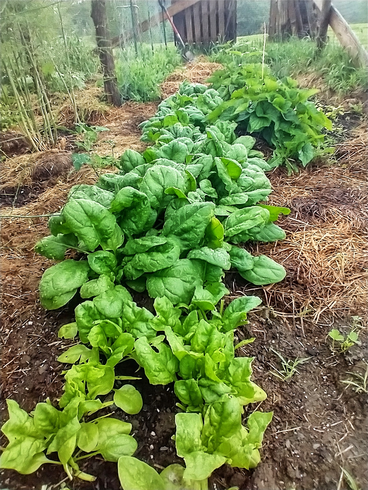 Kitchen garden in Vermont