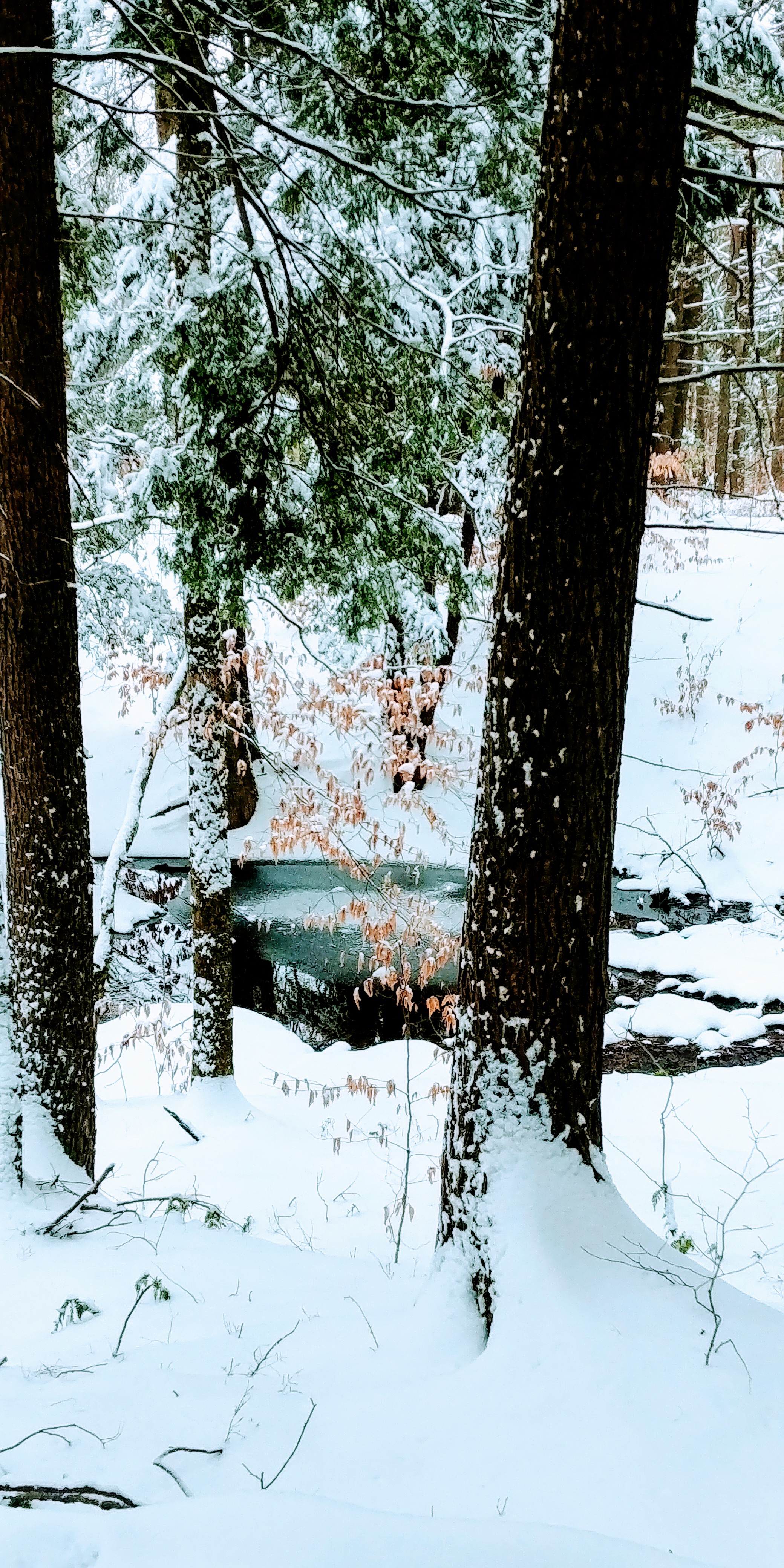 Winter stream through the Vermont woods