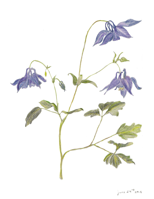 Honeysuckle