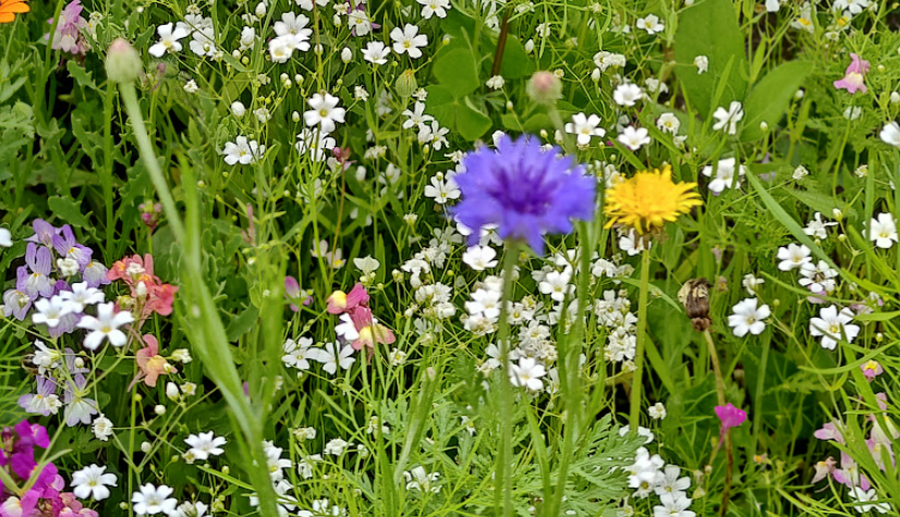Meadowscaping With Wildflowers